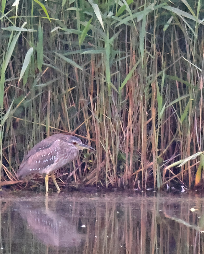 Night heron